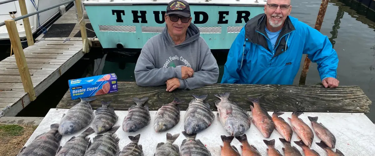 a group of fish in the water