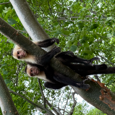 Two monkeys lying on a tree branch in a dense green forest.
