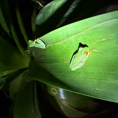Two green frogs on a large tropical leaf, one with red eyes, under a spotlight.