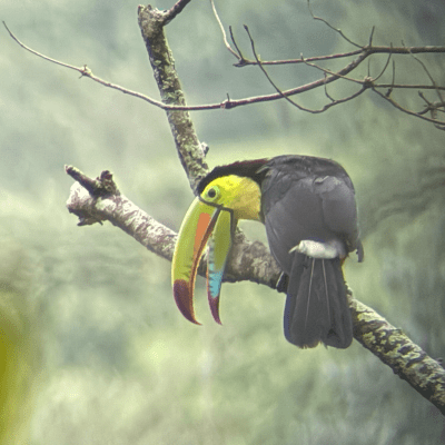 Toucan with vibrant beak perched on a branch in a misty forest.
