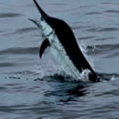 Marlin leaping from the ocean, partially out of the water and facing right.